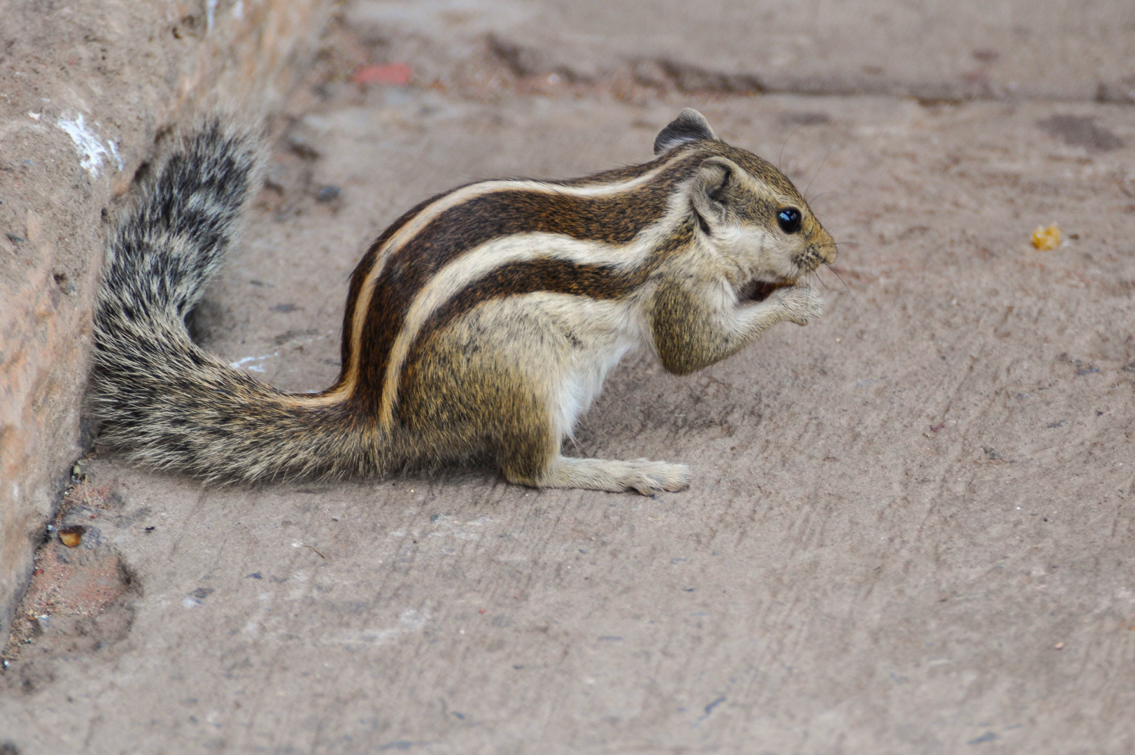 Streifenhörnchen