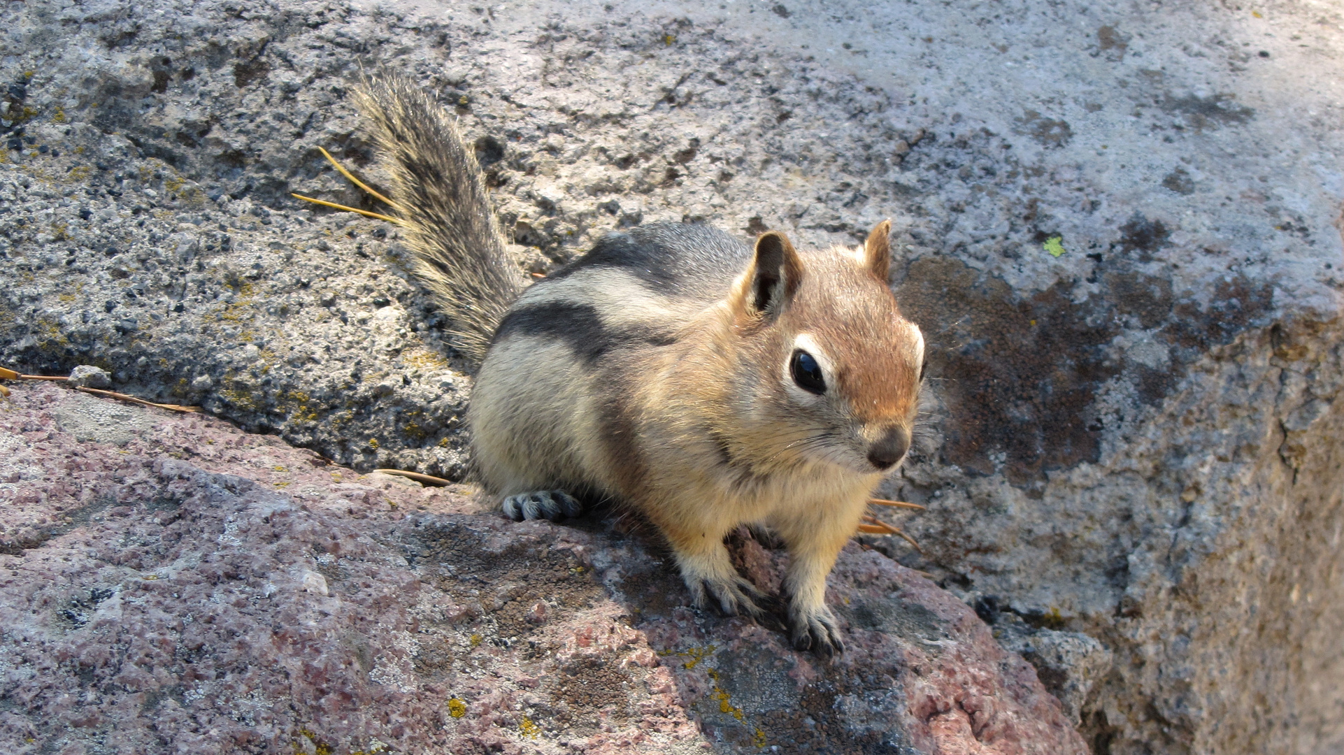 Streifenhörnchen