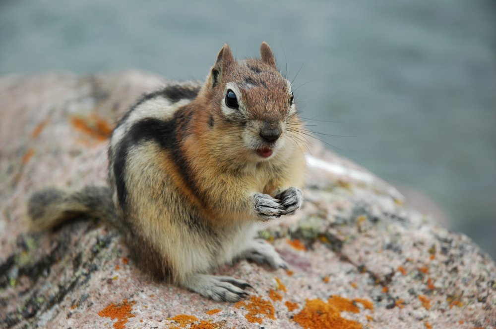 Streifenhörnchen