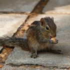 Streifenhörnchen bei der Mahlzeit