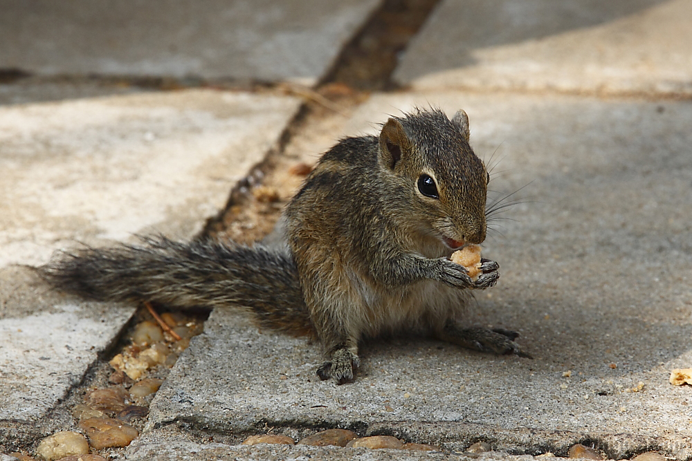 Streifenhörnchen bei der Mahlzeit