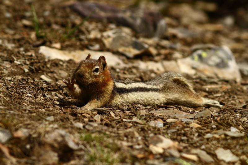 Streifenhörnchen bei der Morgengymnastik