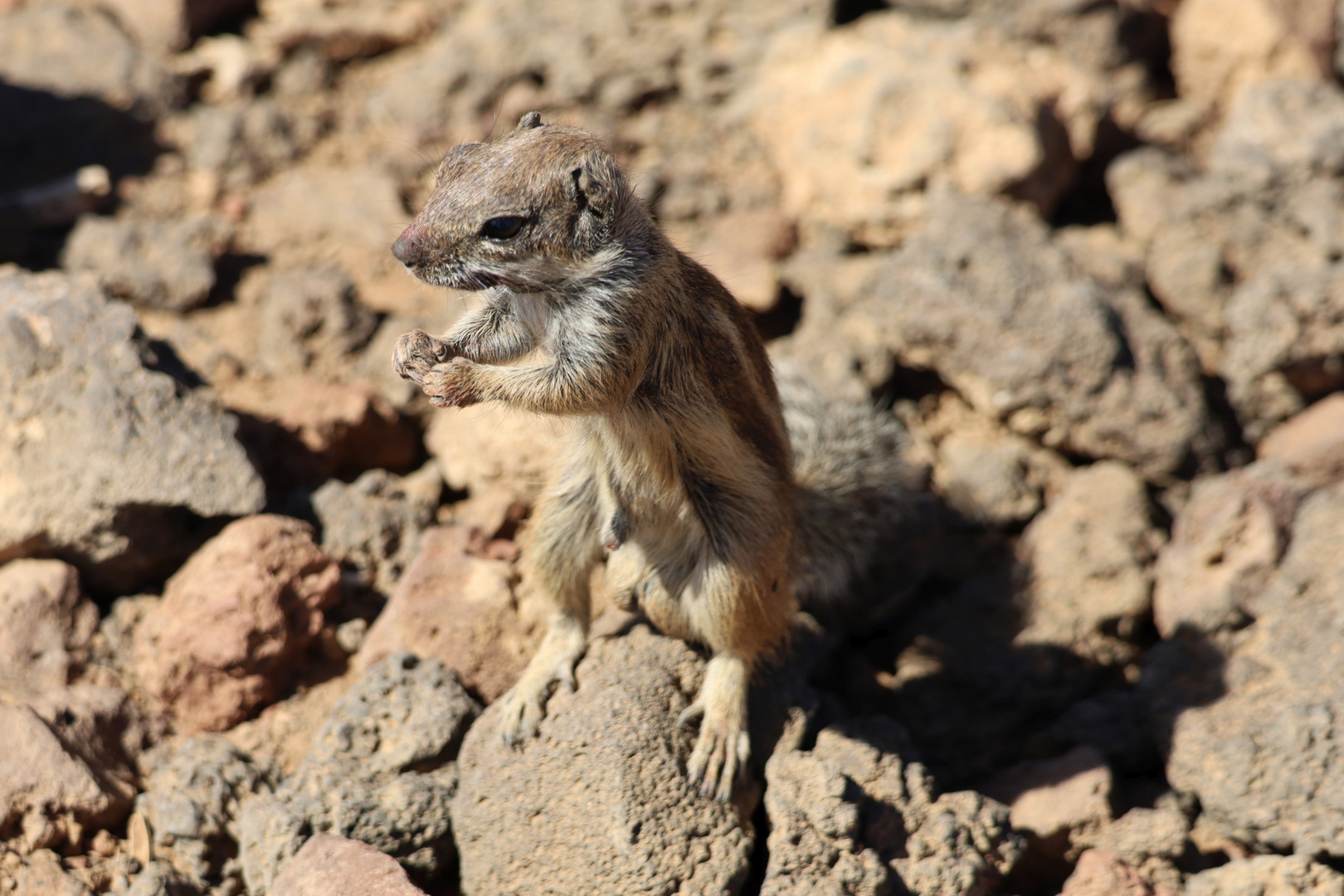 Streifenhörnchen bei Lajares, Fuerteventura