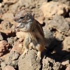 Streifenhörnchen bei Lajares, Fuerteventura