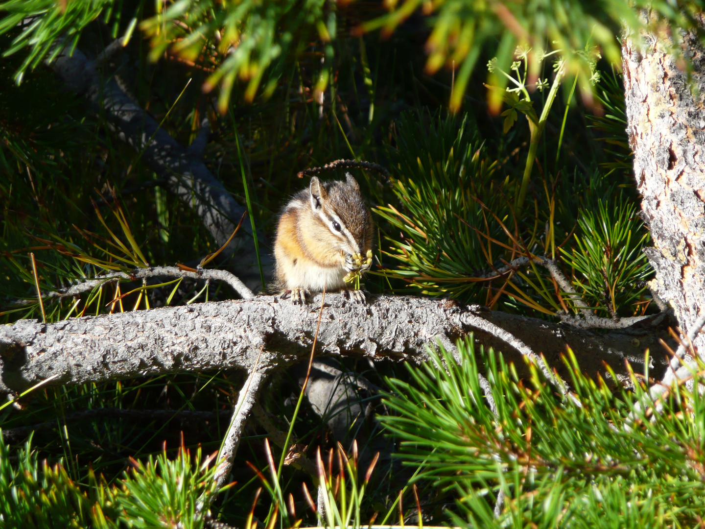 Streifenhörnchen beim Frühstück