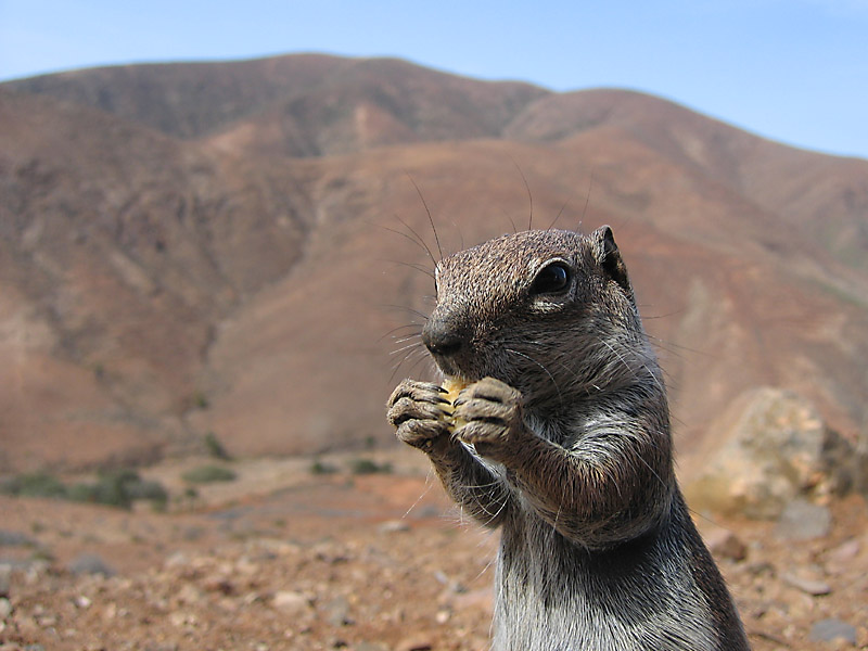 Streifenhörnchen beim Kekse essen auf Fuerteventura