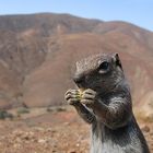 Streifenhörnchen beim Kekse essen auf Fuerteventura