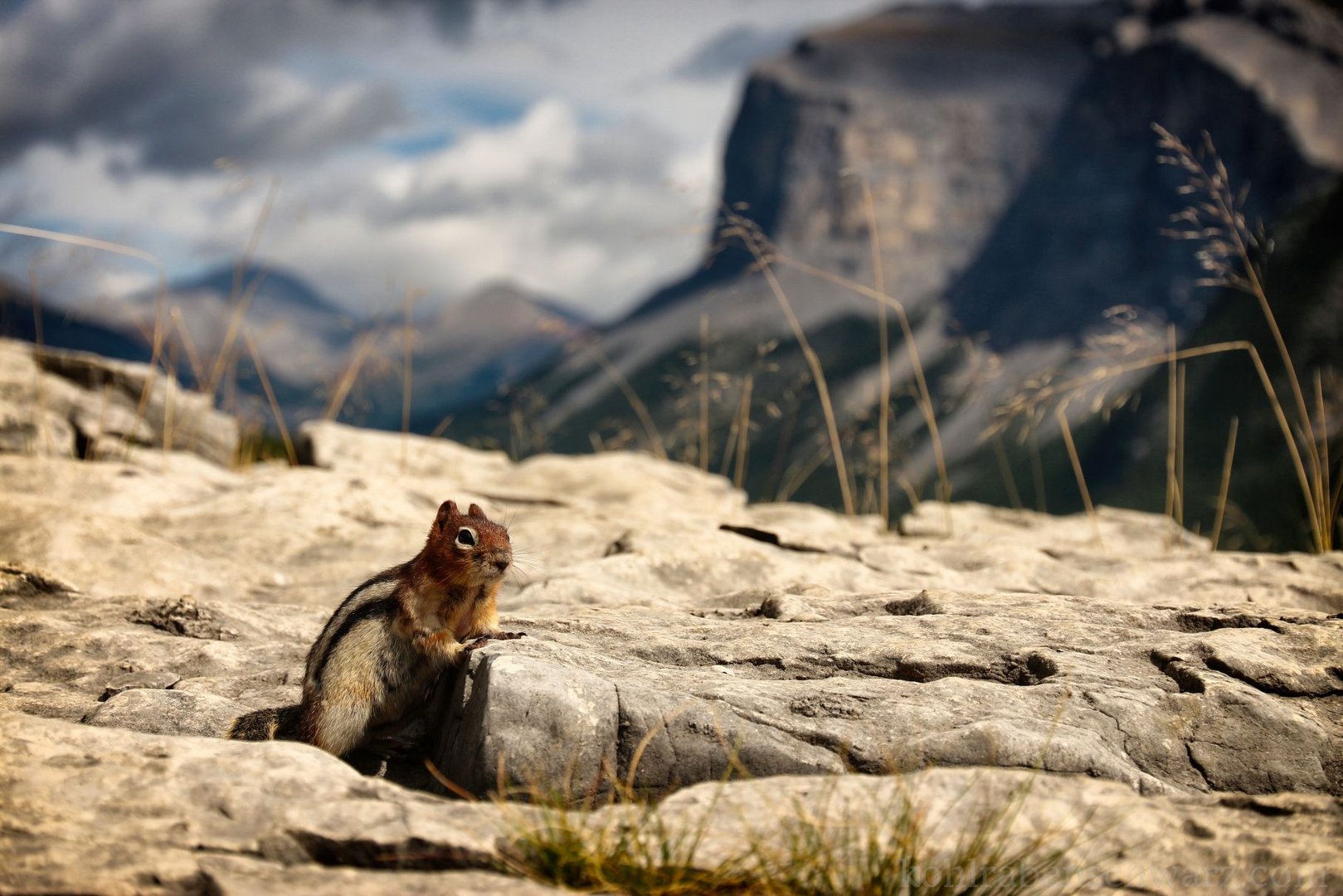 Streifenhörnchen beim Lake Minnewanka - Kanada