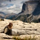 Streifenhörnchen beim Lake Minnewanka - Kanada