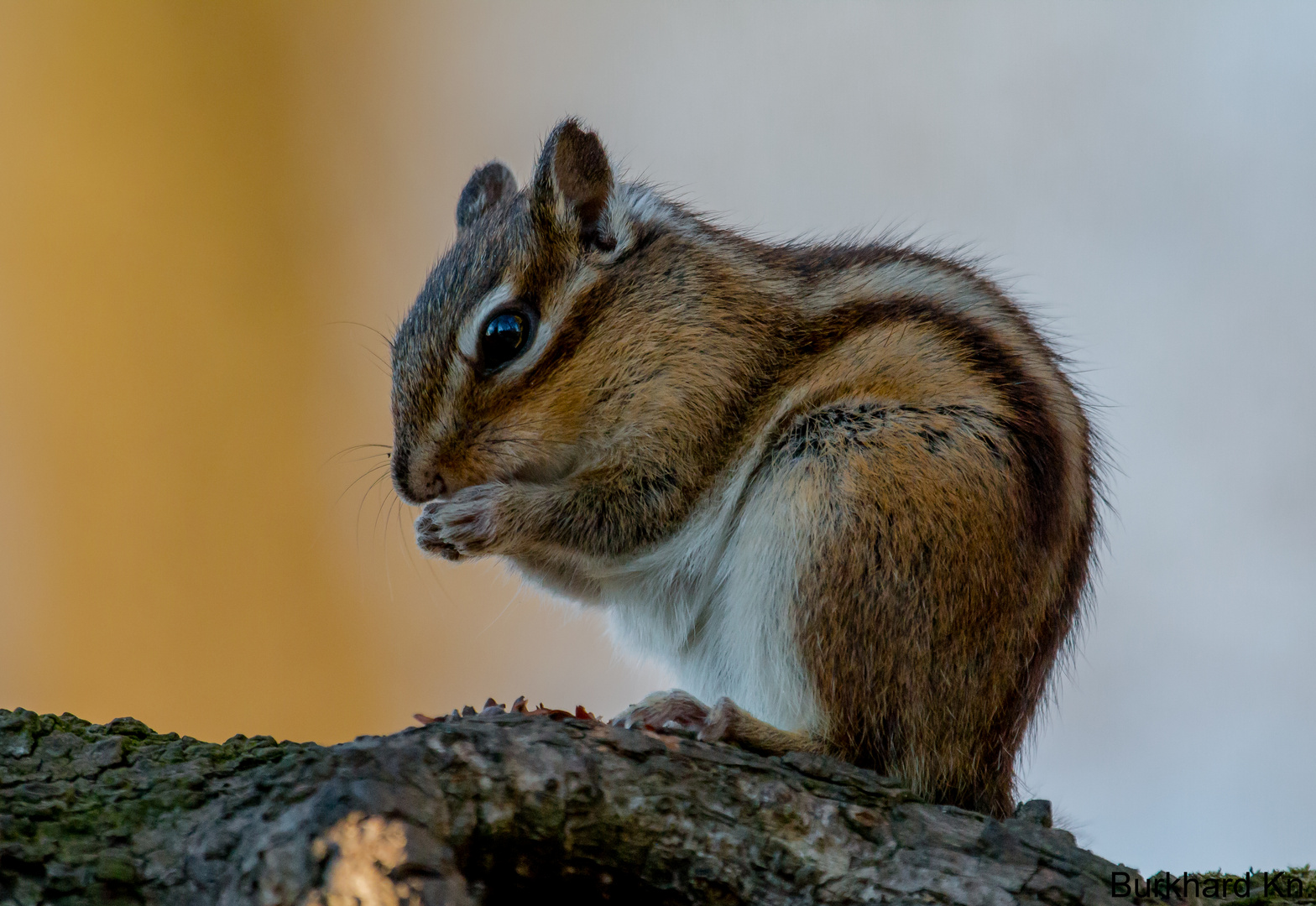 Streifenhörnchen