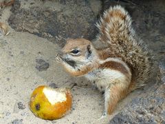 Streifenhörnchen