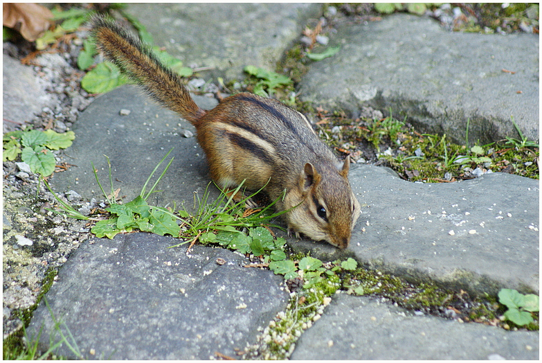 Streifenhörnchen