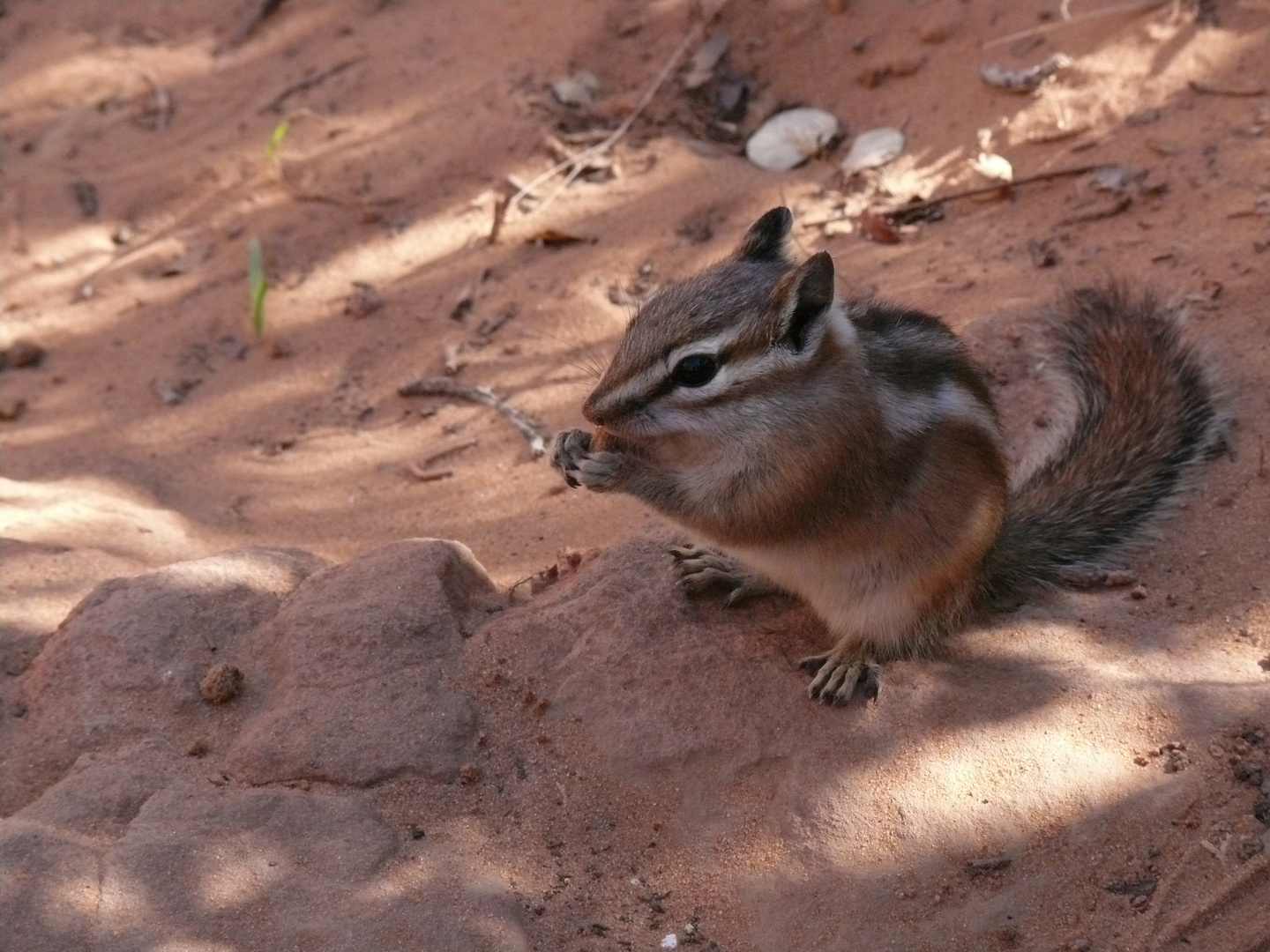 Streifenhörnchen - Chipmunk