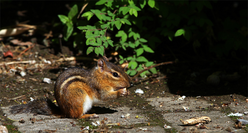 Streifenhörnchen