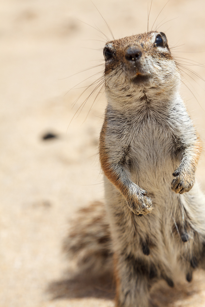 Streifenhörnchen