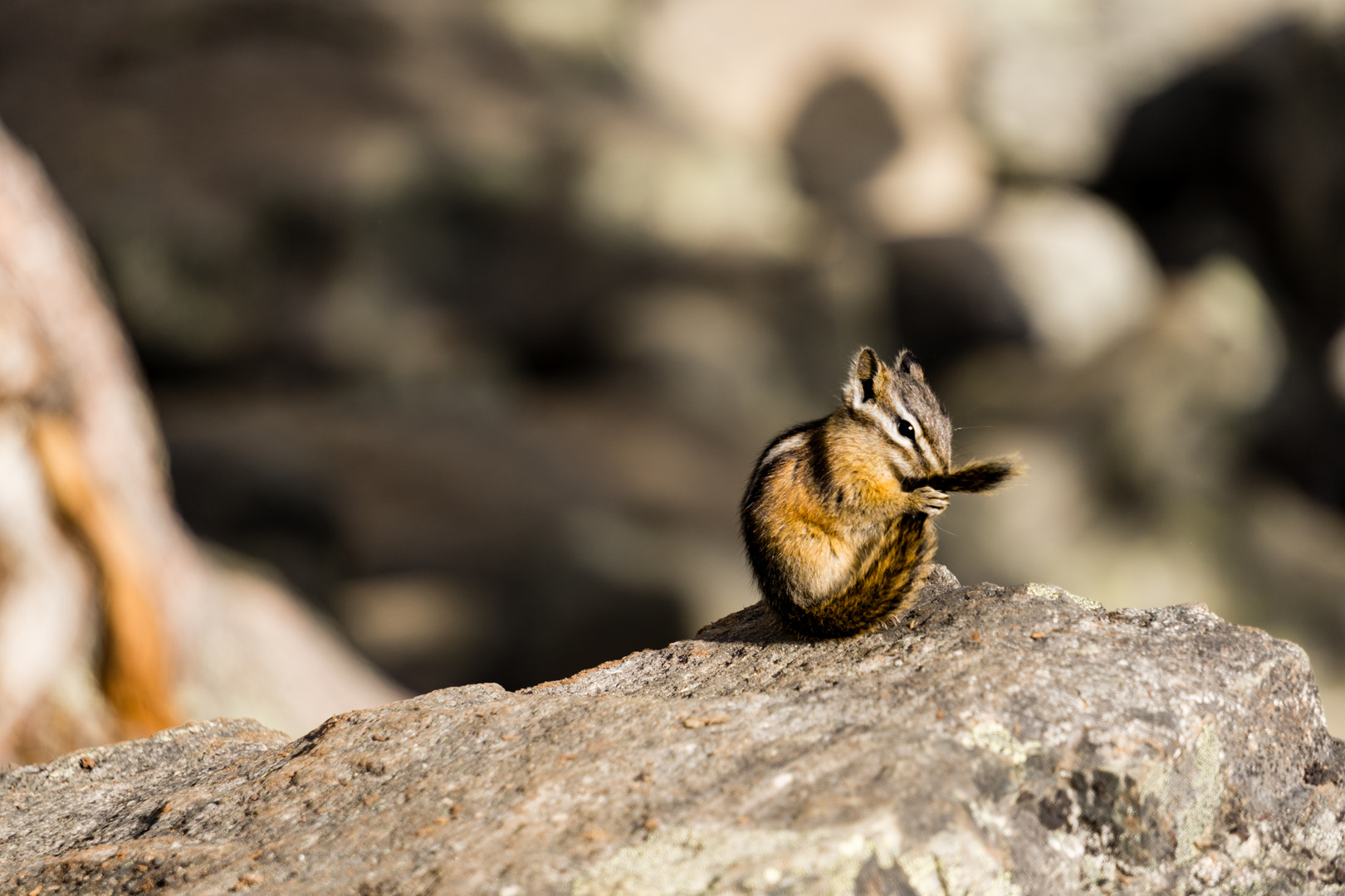 Streifenhörnchen