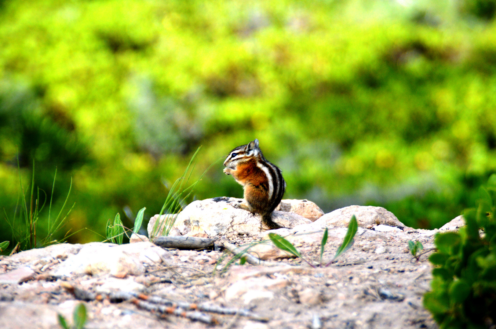 Streifenhörnchen