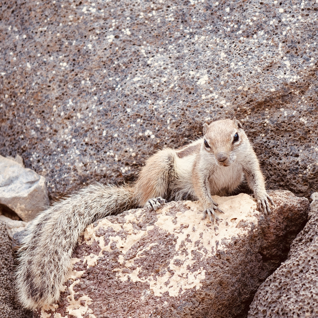 Streifenhörnchen