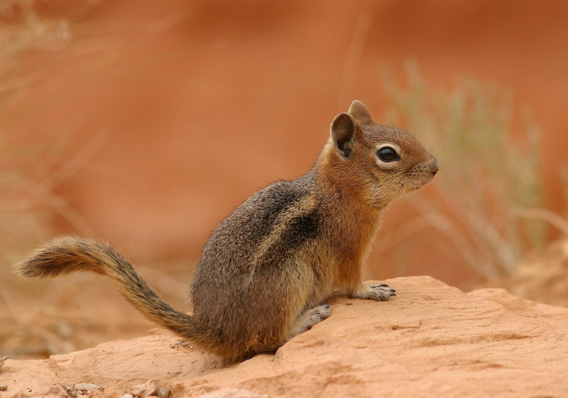 Streifenhörnchen