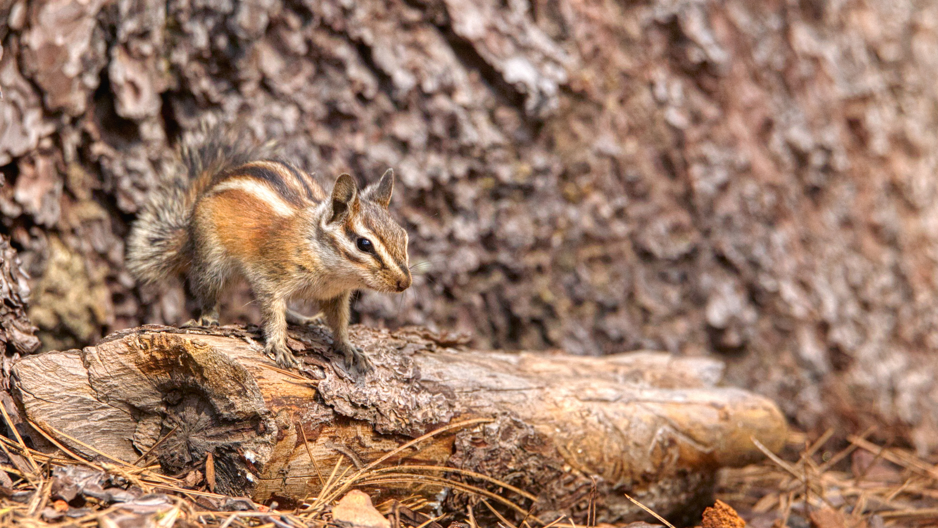 Streifenhörnchen