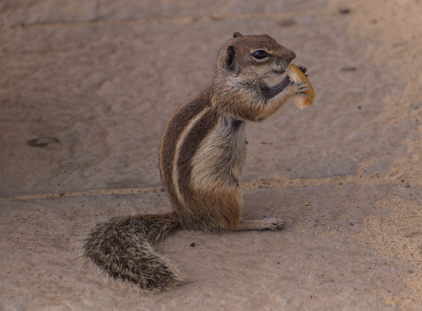 Streifenhörnchen