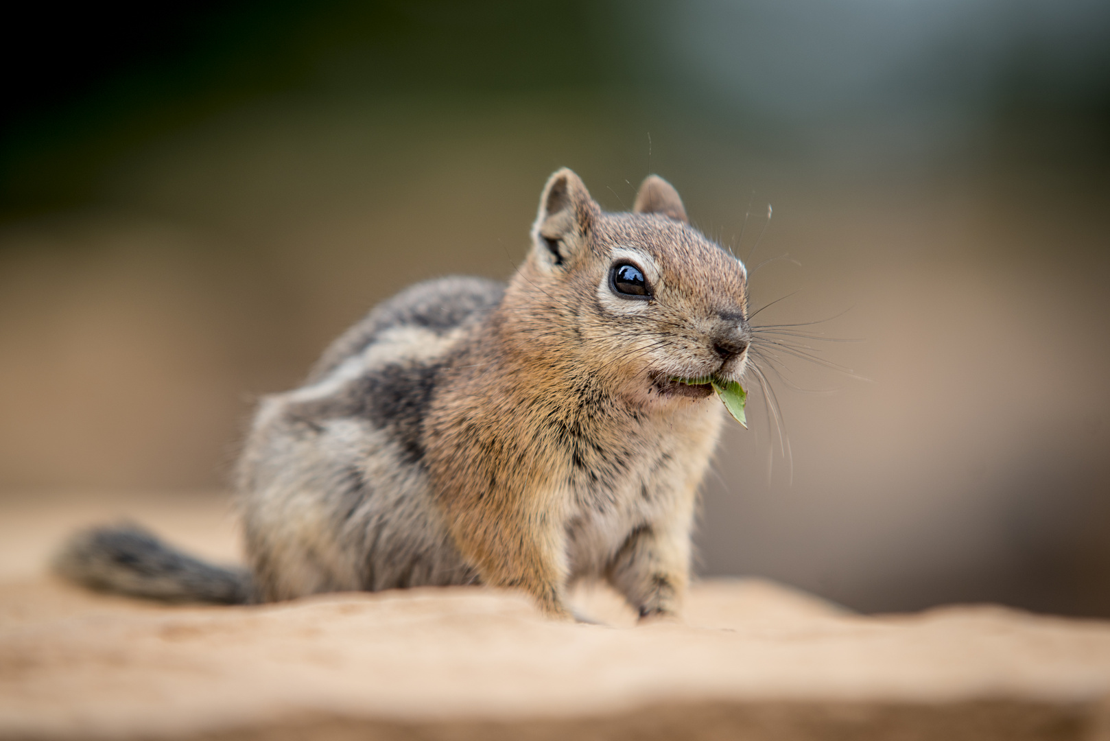 streifenhörnchen