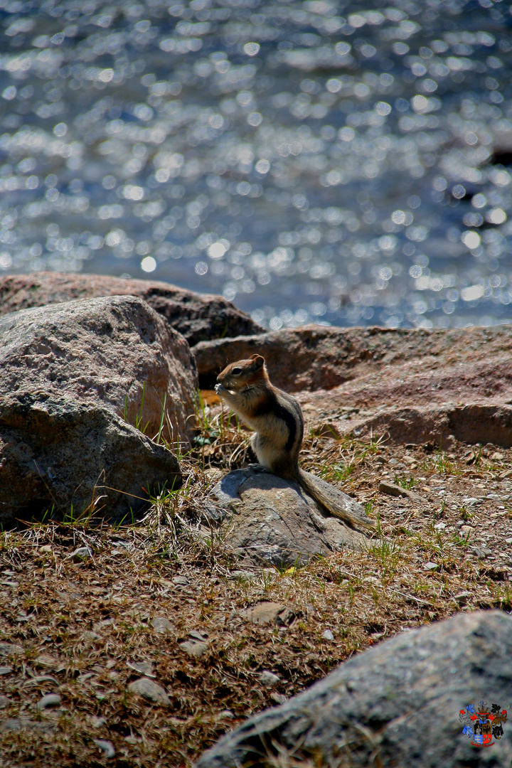 Streifenhörnchen