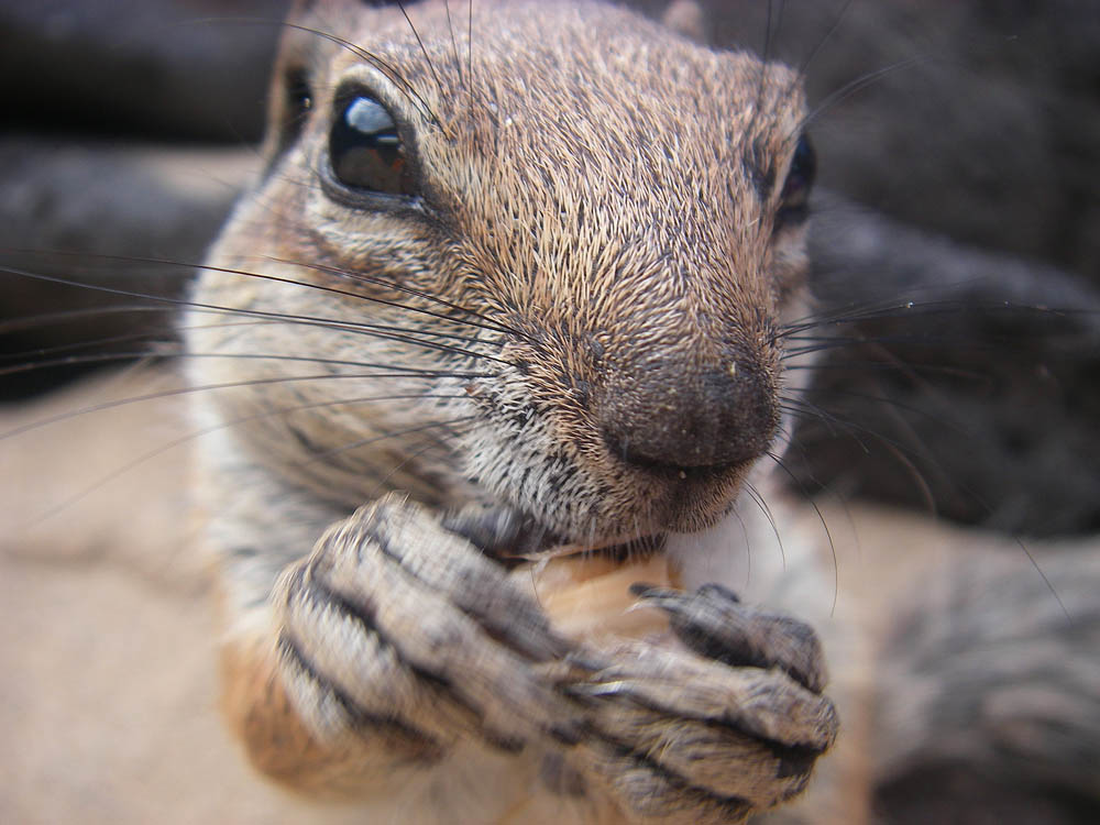 Streifenhörnchen