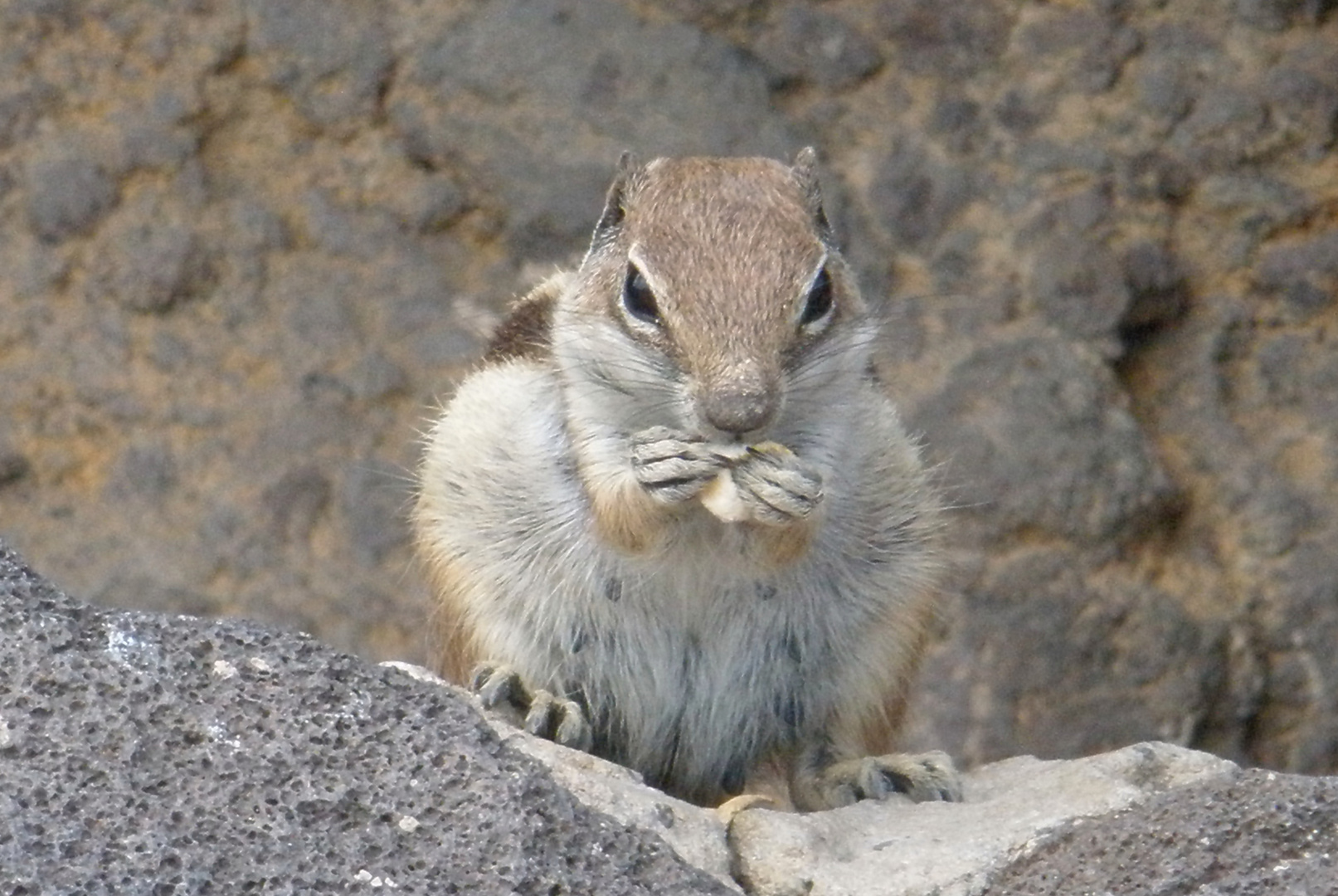 Streifenhörnchen