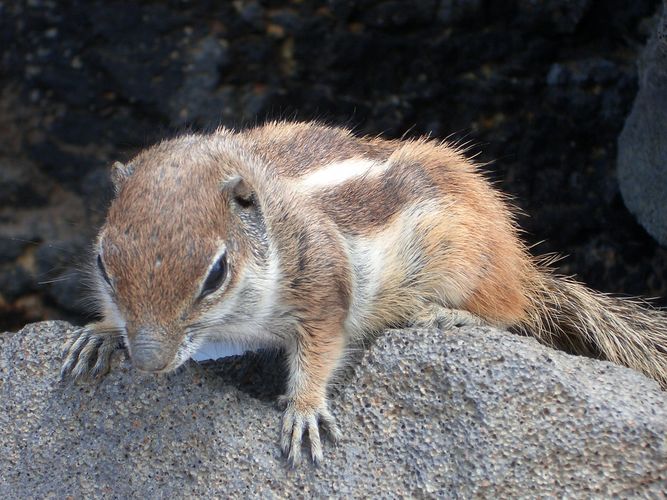 Streifenhörnchen