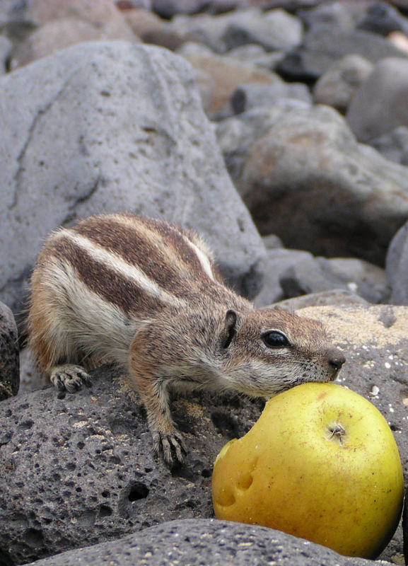 Streifenhörnchen