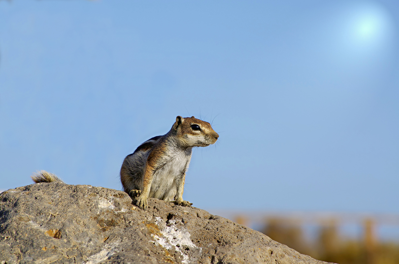 Streifenhörnchen