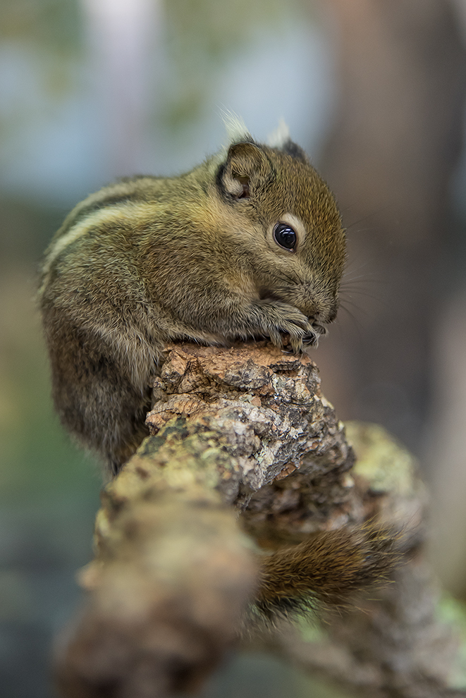 Streifenhörnchen.