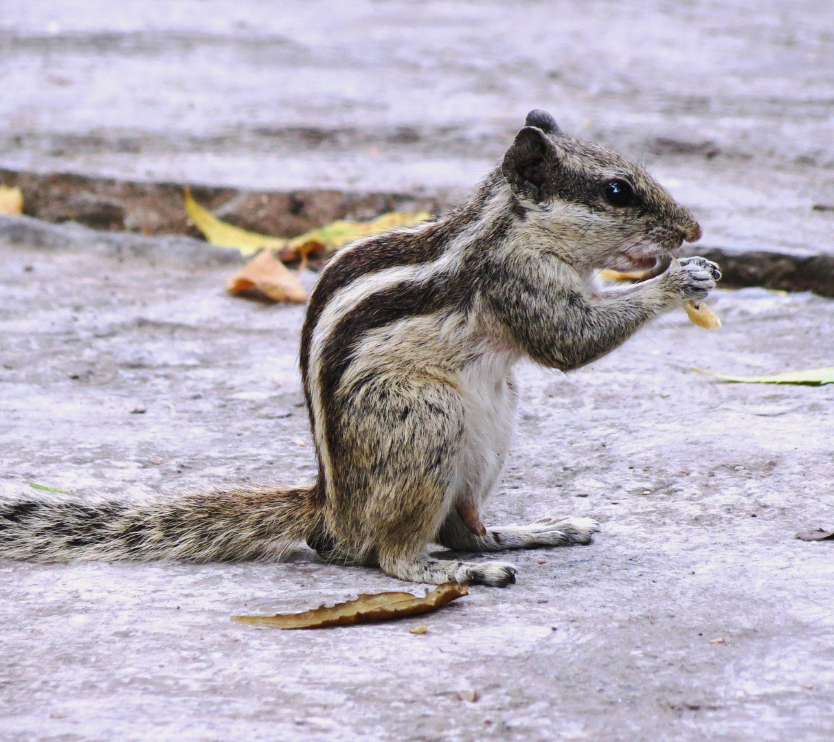 Streifenhörnchen