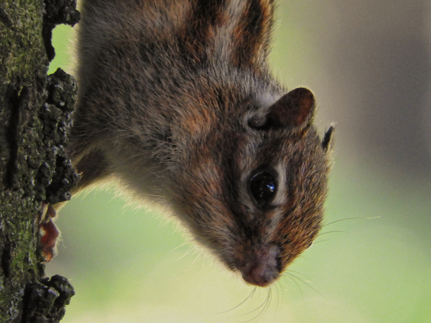 Streifenhörnchen