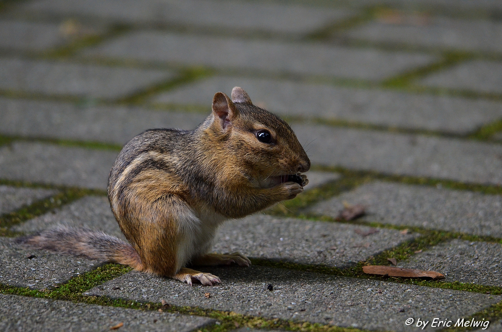 Streifenhörnchen