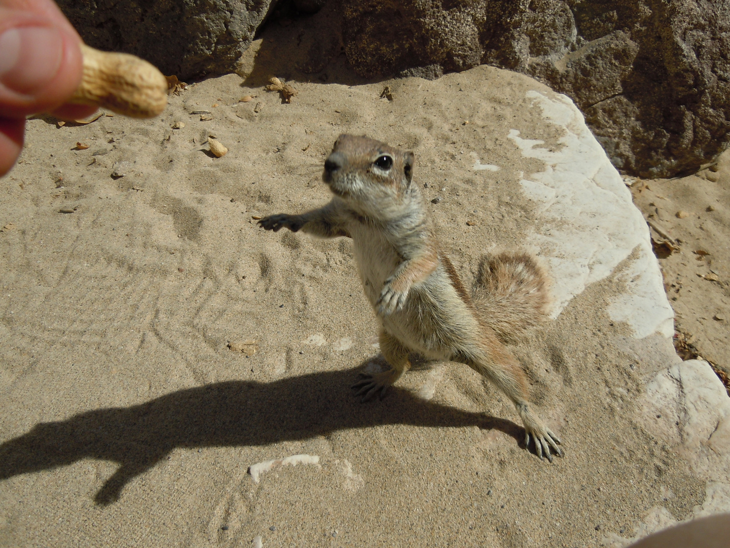 Streifenhörnchen, Fuerteventura