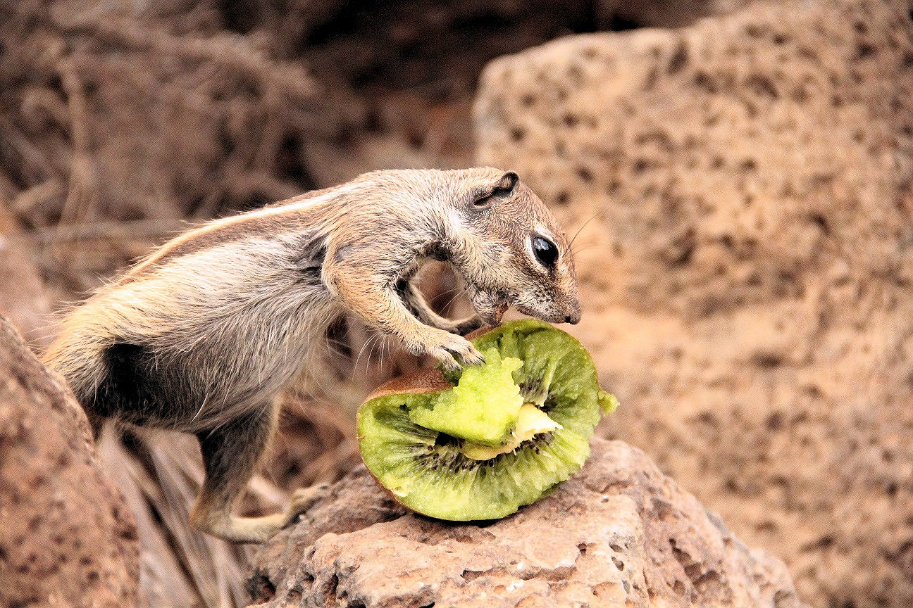 Streifenhörnchen Fuerteventura