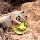 Streifenhörnchen Fuerteventura