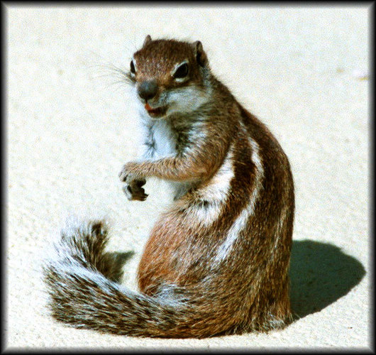 Streifenhörnchen ganz gross