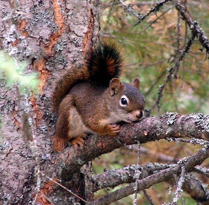 Streifenhörnchen II