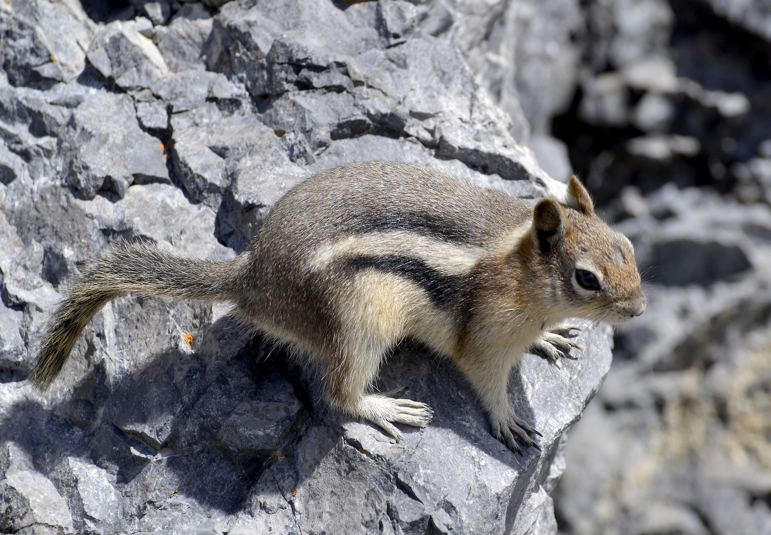 Streifenhörnchen in Canada