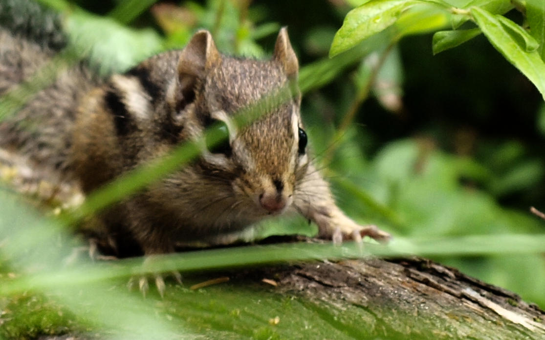 Streifenhörnchen in Canada