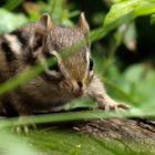 Streifenhörnchen in Canada