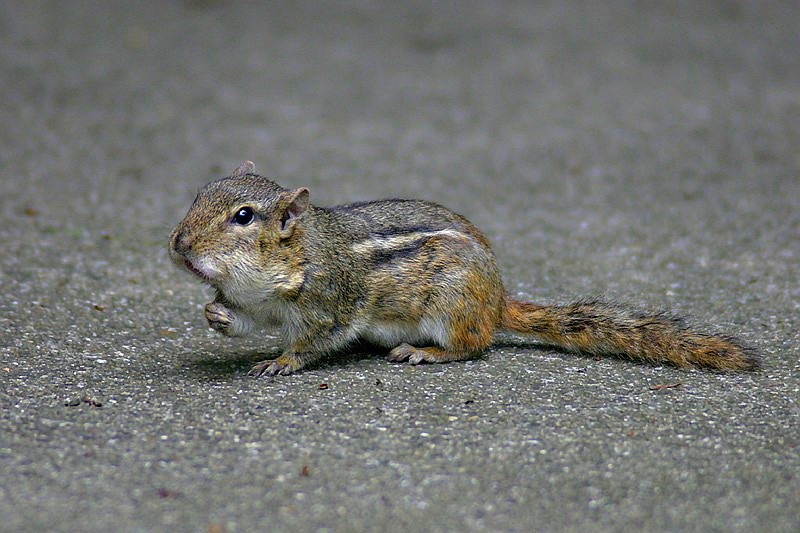 Streifenhörnchen in Deutschland ?!