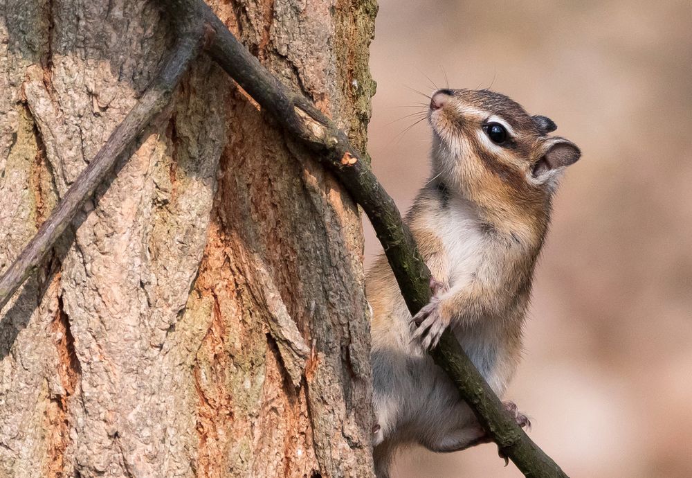 Streifenhörnchen in Ingolstadt - Wildlife