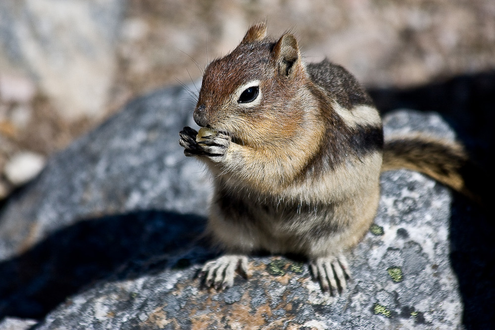 Streifenhörnchen in Kanada