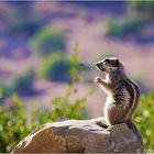 Streifenhörnchen -  Marokko