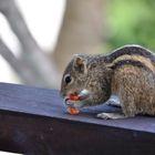 Streifenhörnchen mit Gummibärchen #1