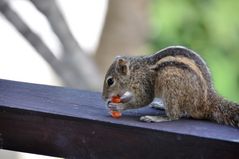 Streifenhörnchen mit Gummibärchen #1